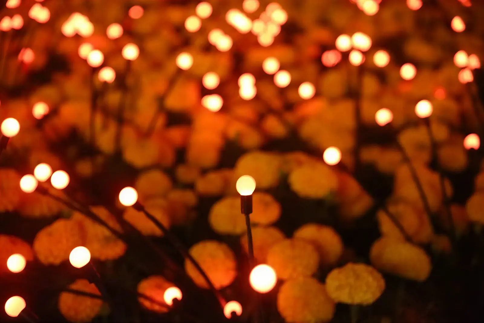 Yanbu Flower Festival — project image 4